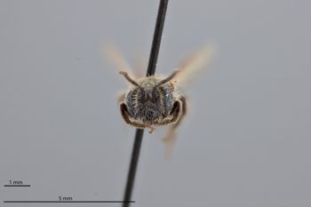Media type: image;   Entomology 774229 Aspect: head frontal view